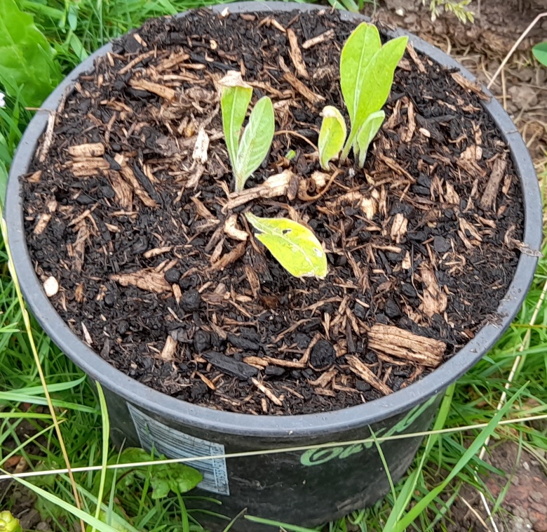 giant knapweed centaurea macrocephala