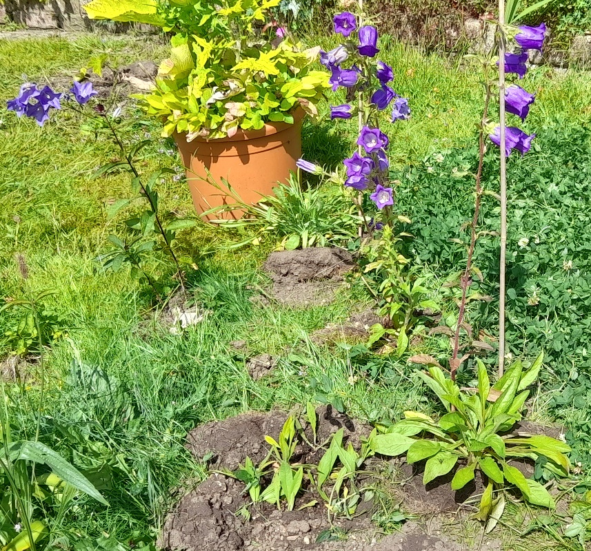giant knapweed seedlings campanula