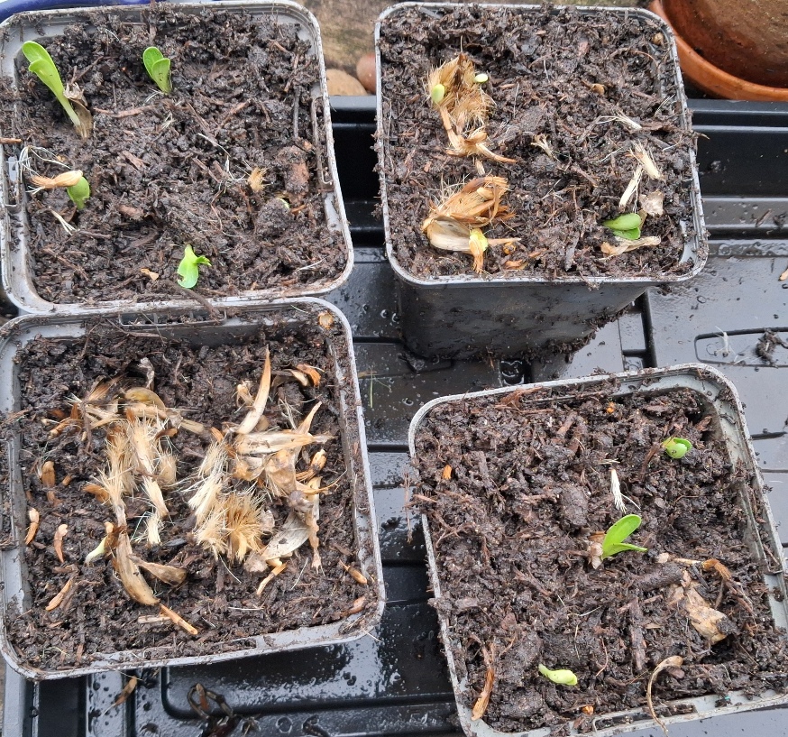 giant knapweed seedlings