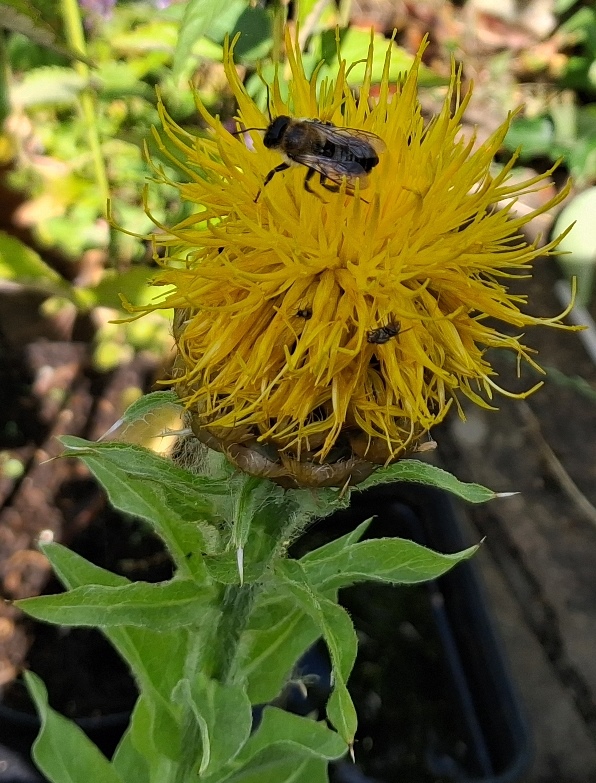 giant knapweed centaurea macrocephala