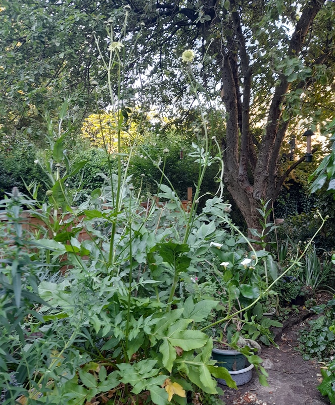 giant scabious Cephalaria gigantea