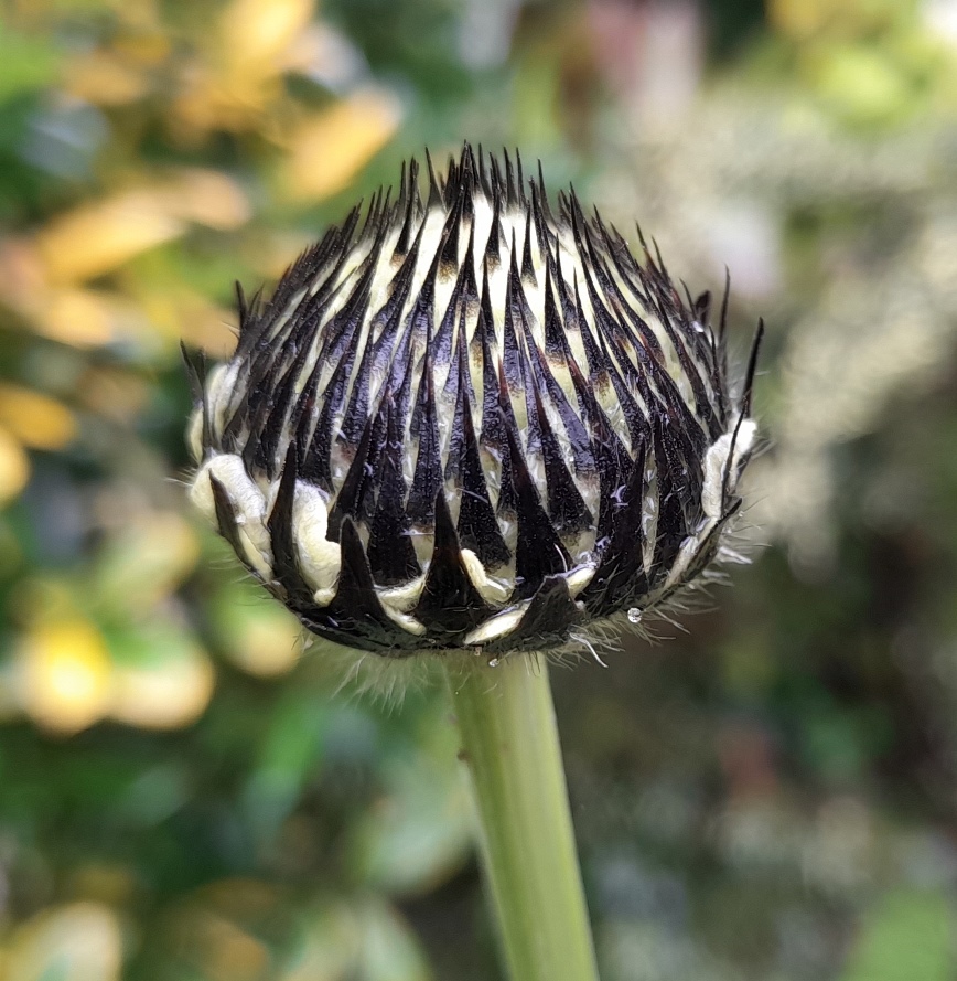 giant scabious cephalaria gigantea