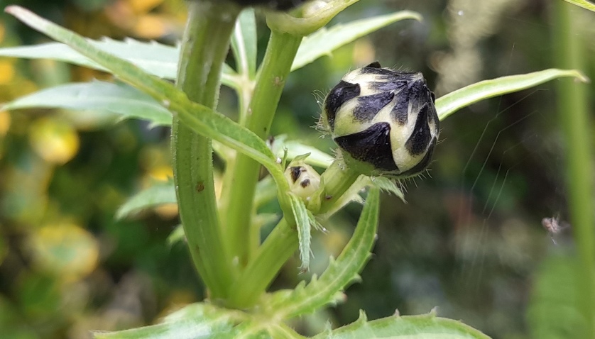 giant scabious cephalaria gigantea