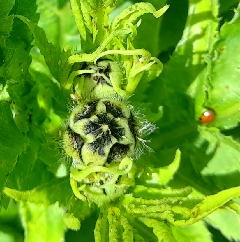 giant scabious Cephalaria gigantea