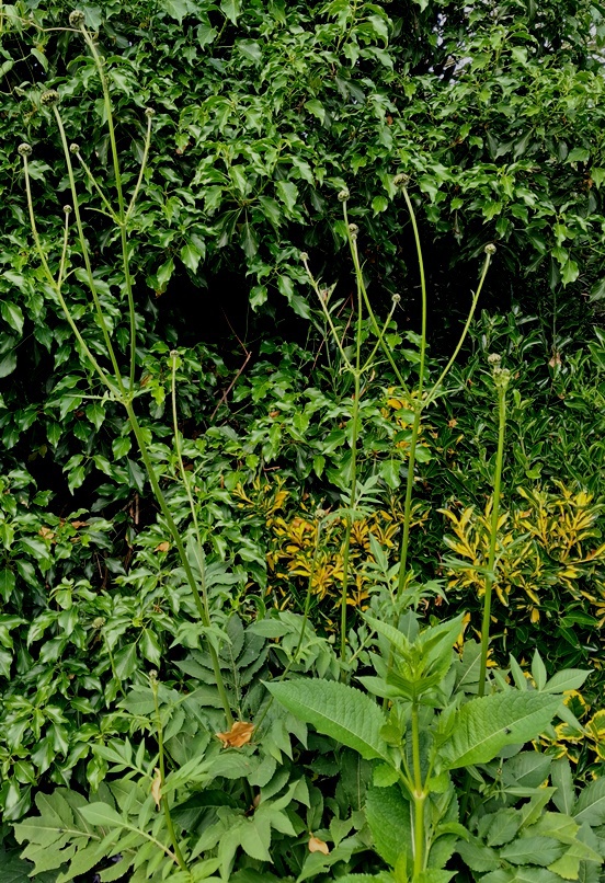 giant scabious