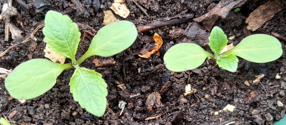 giant scabious Cephalaria gigantea seedlings