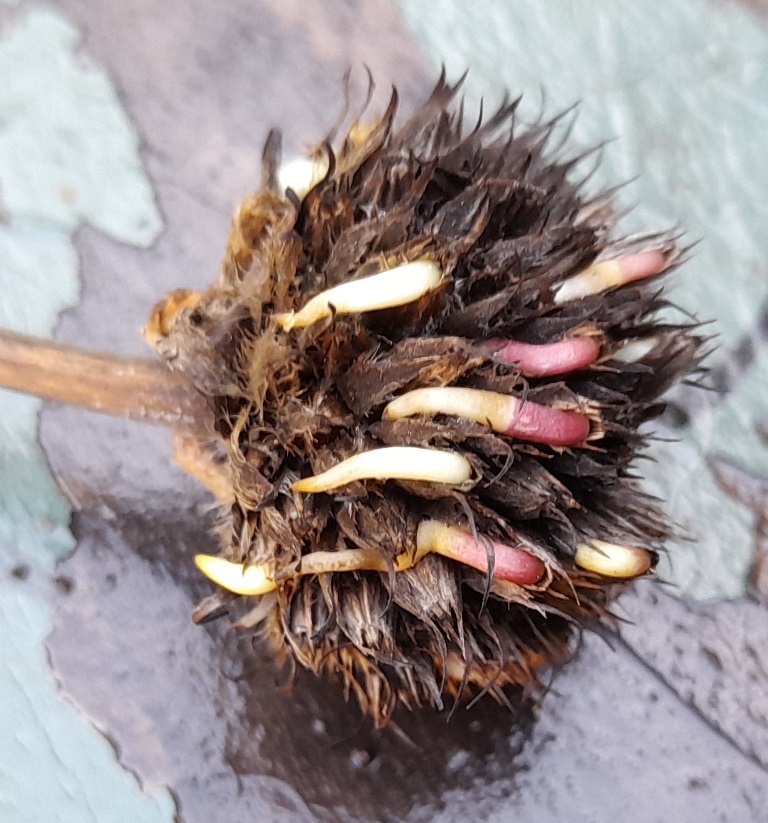 giant scabious cephalaria gigantea vivipary