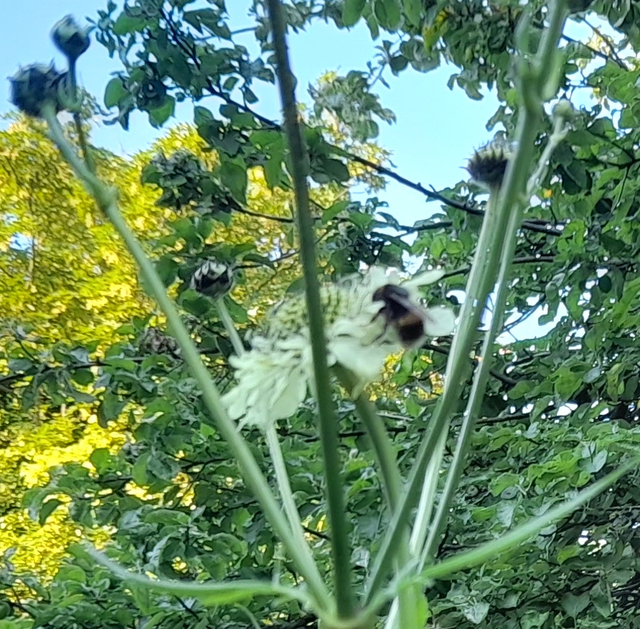 giant scabious Cephalaria giantea