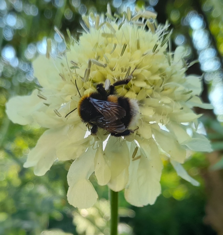 giant scabious cephalaria gigantea