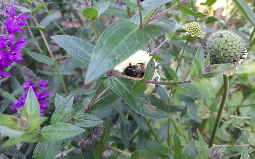 giant scabious with bee
