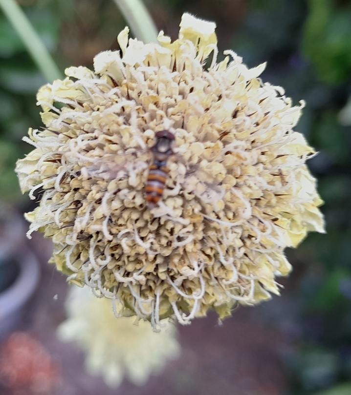 giant scabious with hoverfly