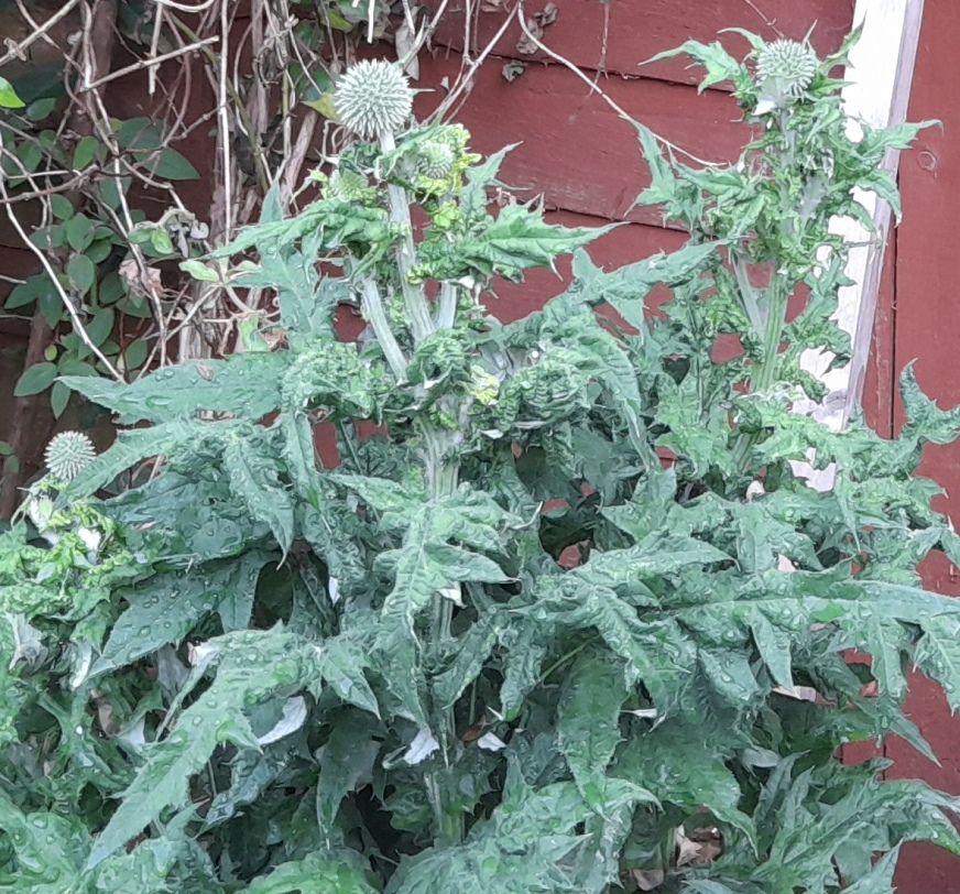 globe thistle buds