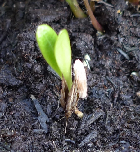 globe thistle seedling