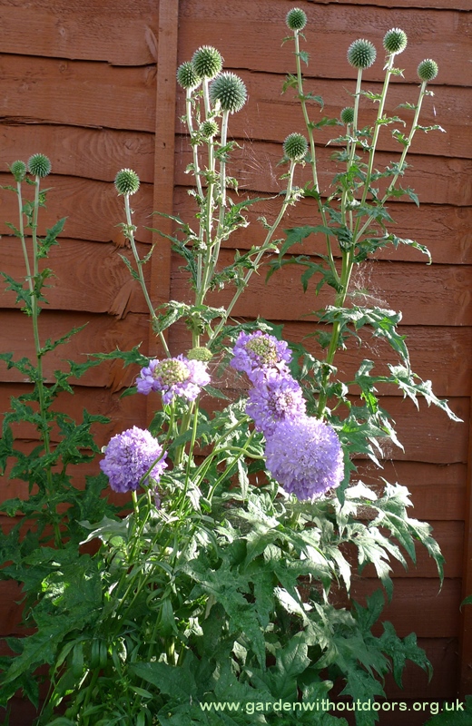 scabious Blue Cushion globe thistle buds