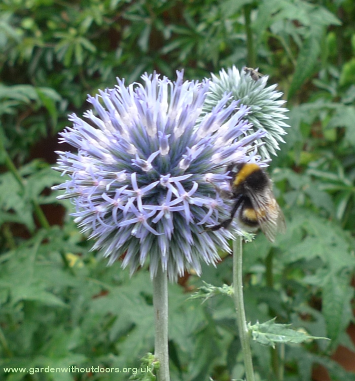 globe thistle with bumblebee