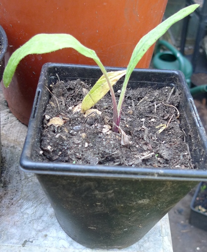 globe thistle seedling