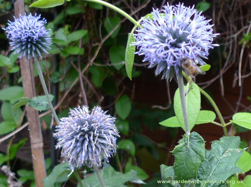 globe thistles with bee