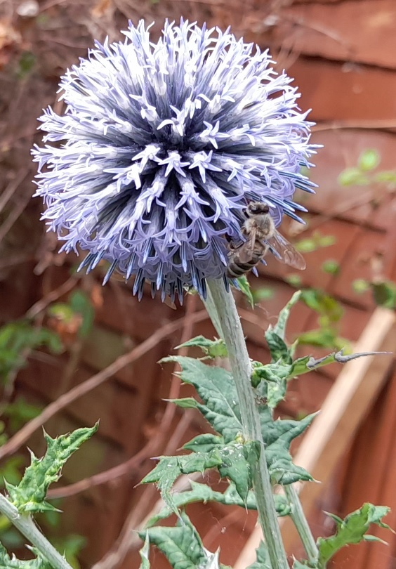 globe thistle bee