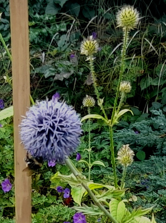 globe thistle bee small teasel
