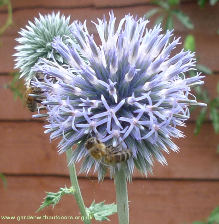 globe thistle with bee