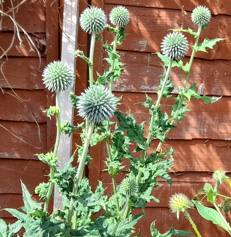 globe thistles