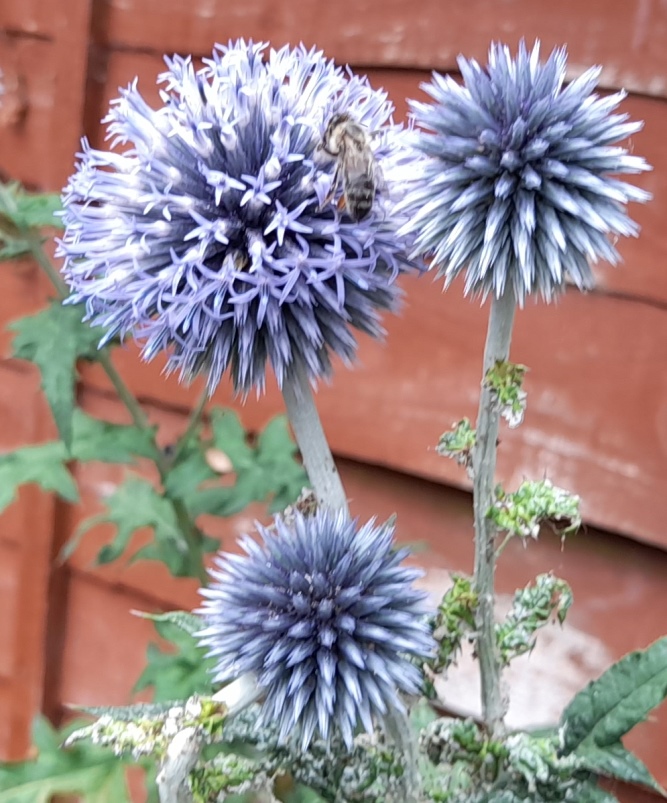 globe thistle bee