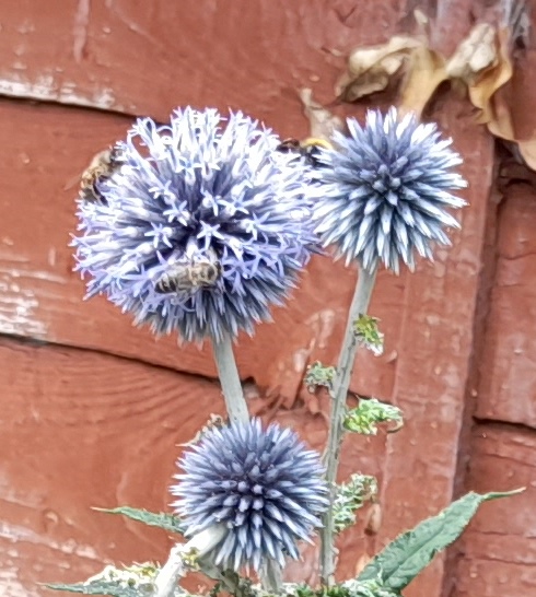 globe thistle bees