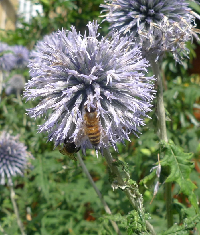 globe thistle with bee