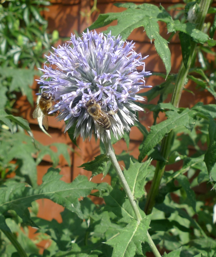 globe thistle with bee