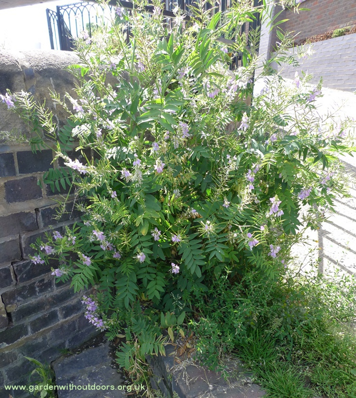 goat's-rue canal lock