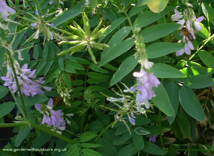 goat's-rue with bee