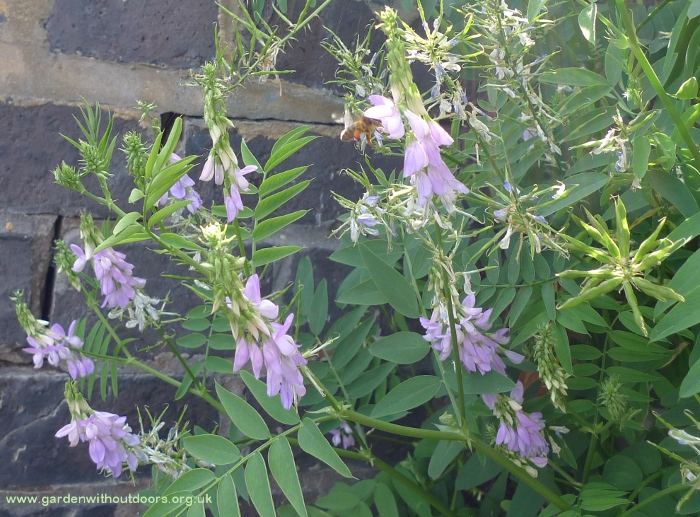 goat's-rue with bee