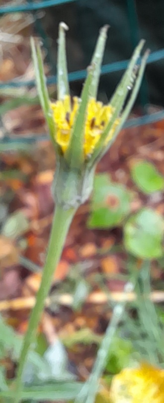 goatsbeard Tragopodon pratensis