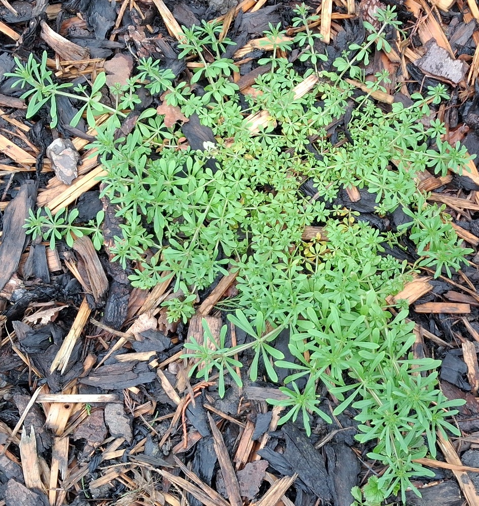 galium aparine goosegrass rosette