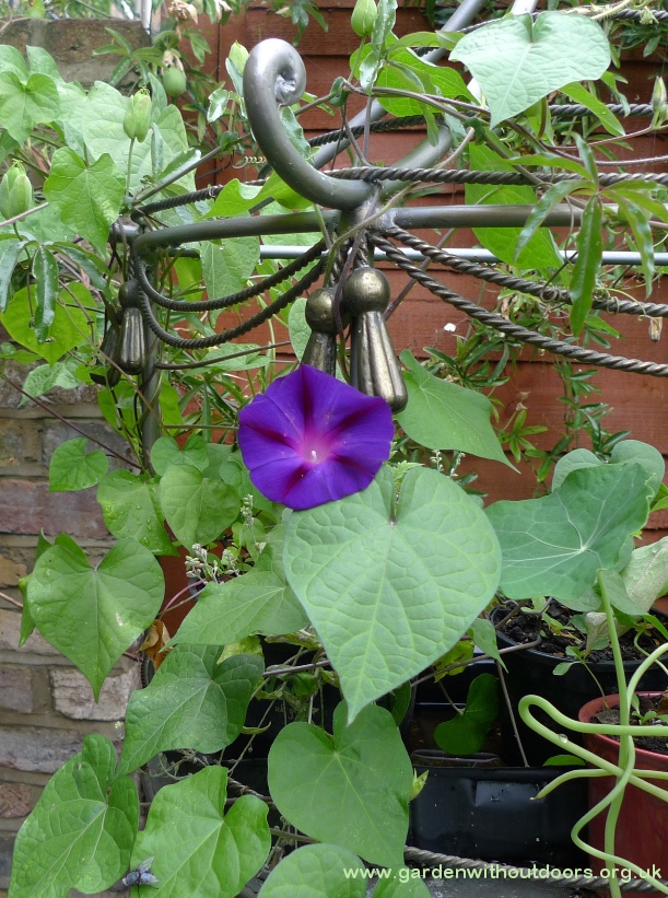 grandpa ott morning glory