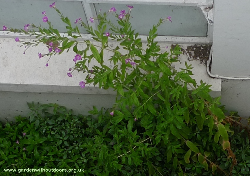 great hairy willowherb