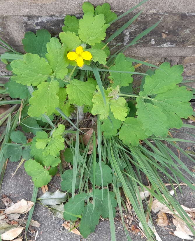 greater celandine