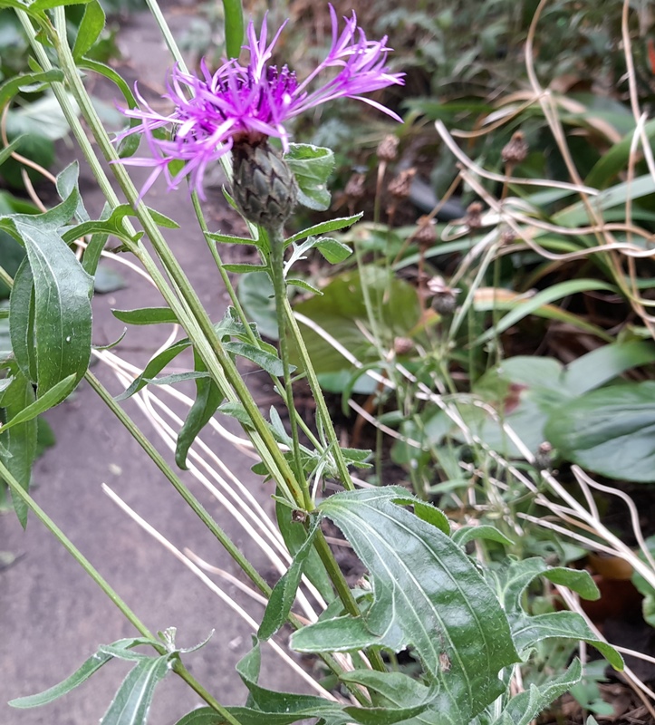 greater knapweed