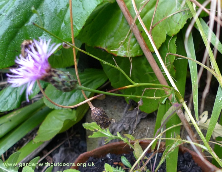 greater knapweed
