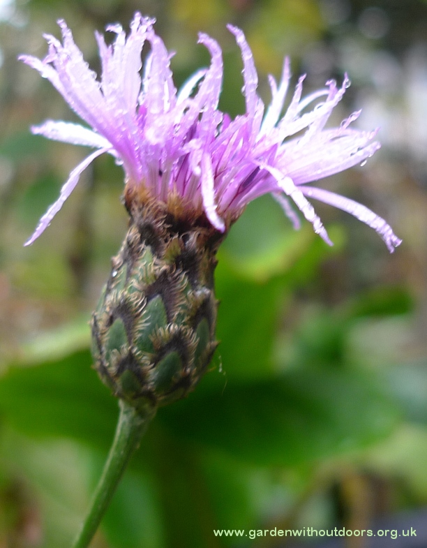 greater knapweed