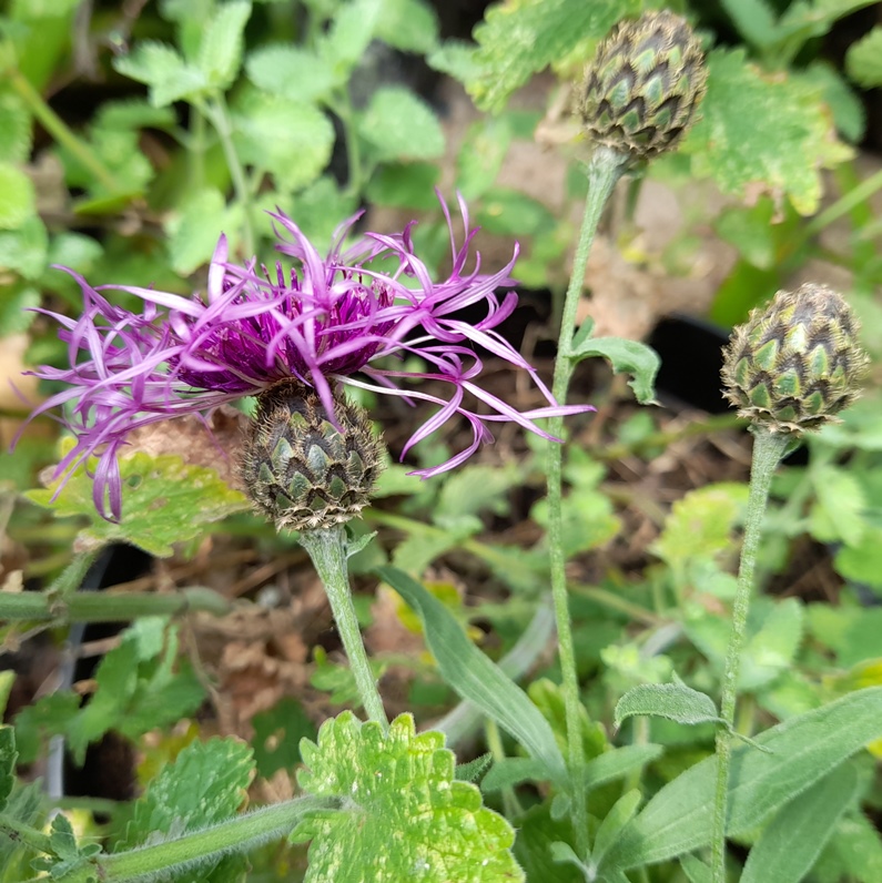 greater knapweed