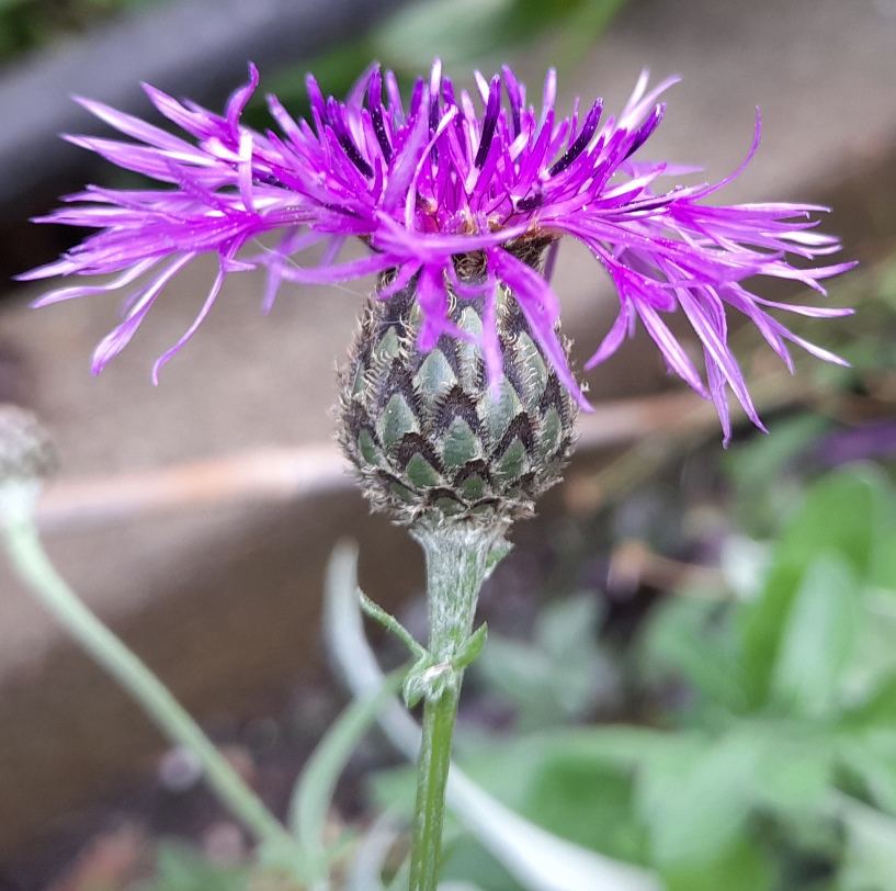 greater knapweed