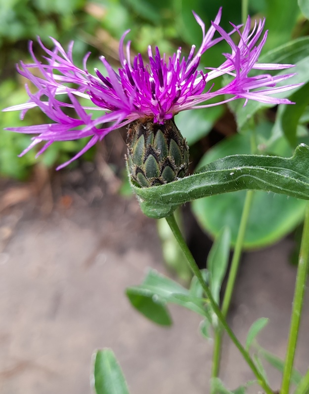 greater knapweed
