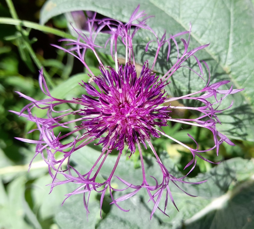 greater knapweed