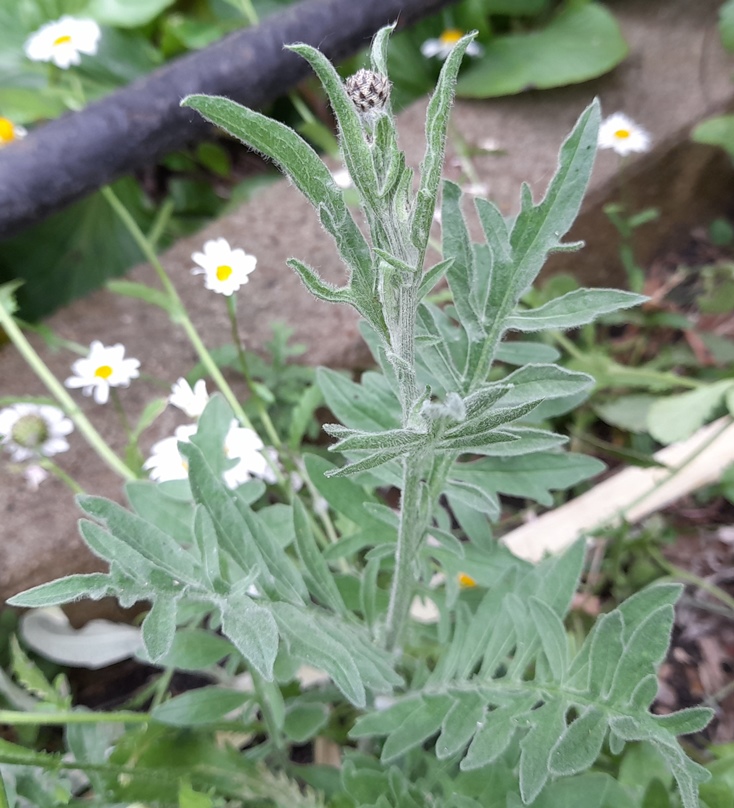 greater knapweed bud Centaurea scabiosa