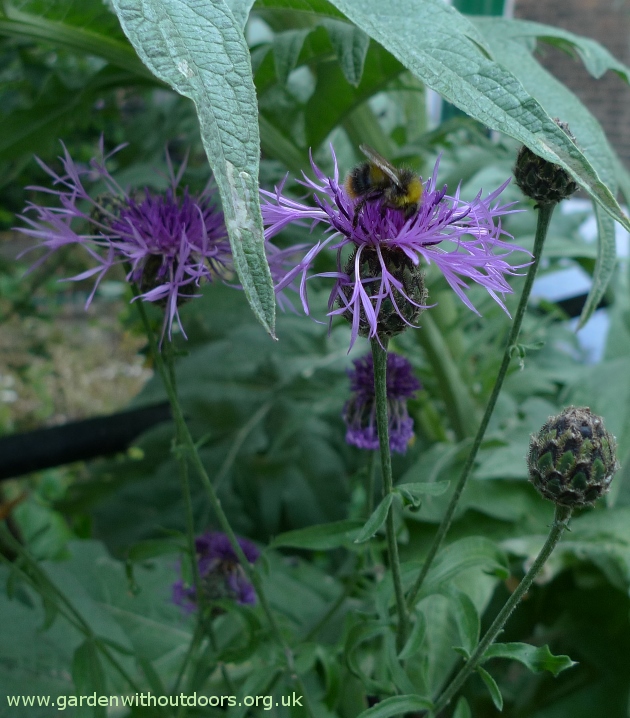 greater knapweed bee
