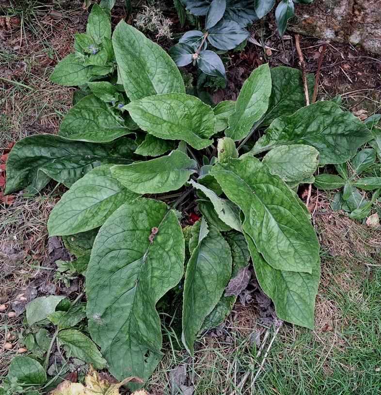 green alkanet pentaglottis sempervirens