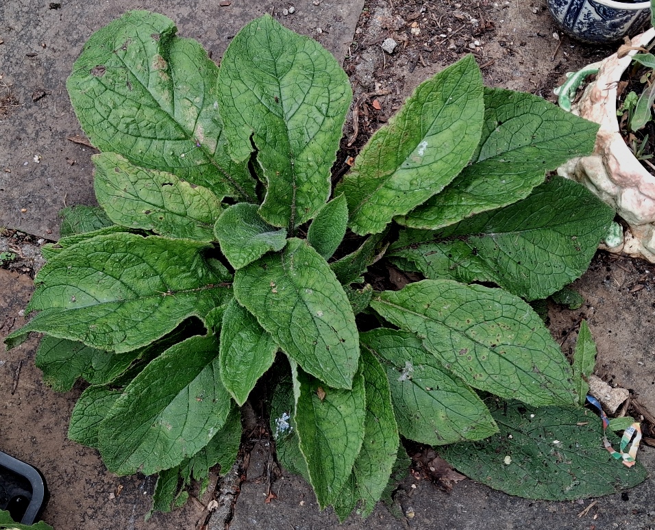 green alkanet pentaglottis sempervirens