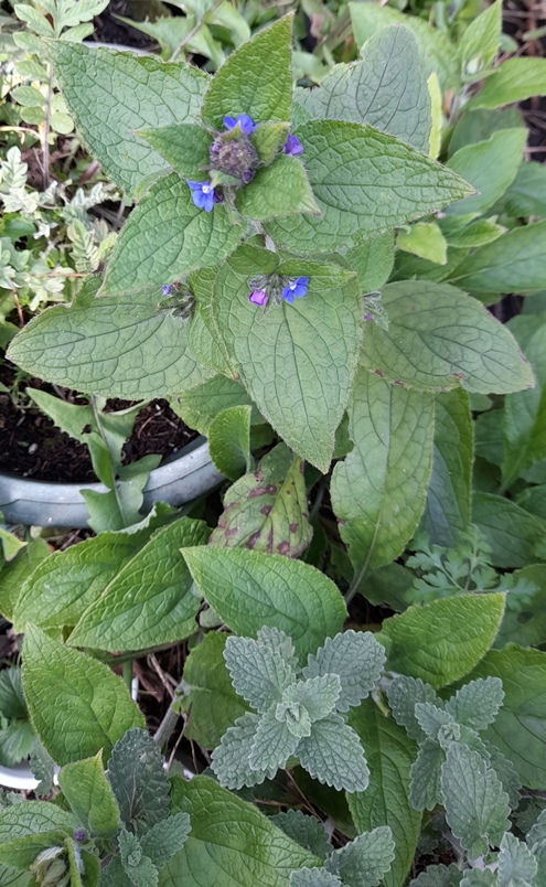 green alkanet Pentaglottis sempevirens