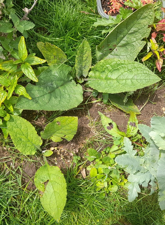 green alkanet Pentaglottis sempevirens